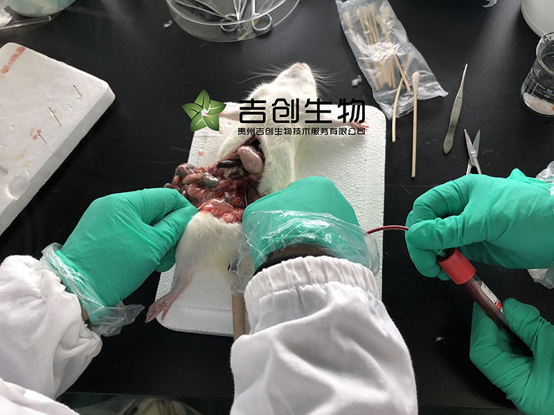 腹主動(dòng)脈取血